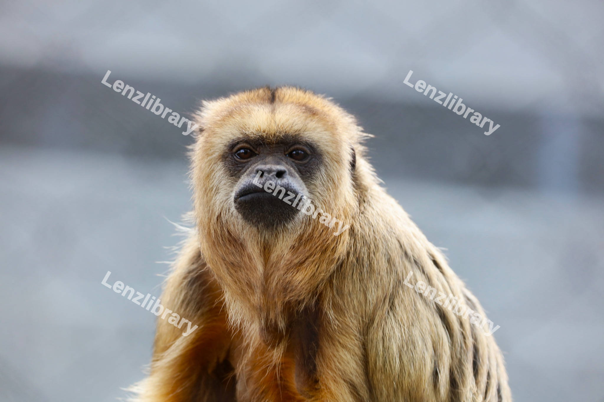 Ginger Monkey